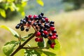 The fruit Viburnum lantana. Is an green at first, turning red, then finally black, wayfarer or wayfaring tree is a species of