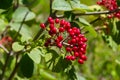 The fruit Viburnum lantana. Is an green at first, turning red, then finally black, wayfarer or wayfaring tree is a species of