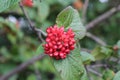 The fruit Viburnum lantana. Is an green at first, turning red, then finally black. Wayfarer or wayfaring tree is a