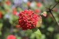 The fruit Viburnum lantana. Is an green at first, turning red, then finally black. Wayfarer or wayfaring tree is a