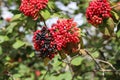 The fruit Viburnum lantana. Is an green at first, turning red, then finally black. Wayfarer or wayfaring tree is a species of Vibu