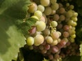 Agricultural industry EU. Fruit of the vine, bunch of Spanish black grape close up.