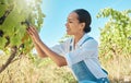 Fruit, vineyard and farmer picking grapes from plant with smile at a farm in summer harvest day. Woman in agriculture