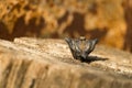 Fruit of water caltrop Royalty Free Stock Photo