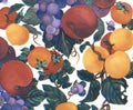 Fruit Watercolor hand painted apricots grapes plums