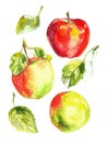 Fruit watercolor sketch of food. Apples painted with watercolors on white paper. Red apple, green apple, leaf, half an Royalty Free Stock Photo