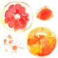 Fruit watercolor sketch of food. Set of oranges painted with watercolors on white background. Halves of orange, fruit