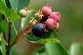 Fruit on Western Serviceberry Bush