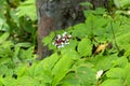 Fruits of white baneberry look like doll\'s eyes in New Hampshire