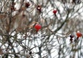 Fruit of dogrose at winter. Royalty Free Stock Photo