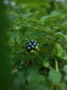 The fruit of this wild plant looks like a grape, has a thorny tree and has pink flowers, Royalty Free Stock Photo