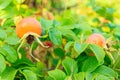 Fruit wild rose in natural setting outdoor Royalty Free Stock Photo