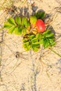 Fruit wild rose in natural setting outdoor Royalty Free Stock Photo