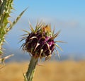 Fruit of wild thistle onopordum carduelium Royalty Free Stock Photo
