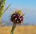 Fruit of wild thistle onopordum carduelium