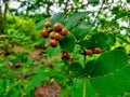 Fruit wilds Mayurbhanj