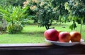 fruit on the window, apple on the window, mango on the window, window overlooking the garden