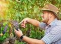 The fruit you grow will reflect your effort. a farmer harvesting grapes.