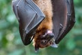 Fruitbat hanging upside down on a piece of wood Royalty Free Stock Photo