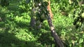 Fruiter tree branches and basket full of pear fruits under it in orchard garden. Tilt down. 4K