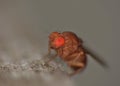 Fruitfly close up Royalty Free Stock Photo