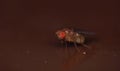 Fruitfly close up Royalty Free Stock Photo