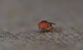 Fruitfly close up Royalty Free Stock Photo