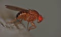 Fruitfly close up Royalty Free Stock Photo