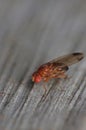 Fruitfly close up Royalty Free Stock Photo