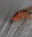 Fruitfly close up Royalty Free Stock Photo