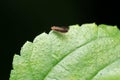 Fruitfly on green leaf, Drosophilidae, Pune, Maharashtra Royalty Free Stock Photo