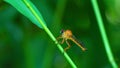 Fruitfly insect standing on a stem of green grass