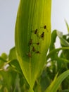 Fruitfly on the sorghum leaf