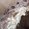 Fruitfly on the wild nature (Drosophila Melanogaster) Royalty Free Stock Photo