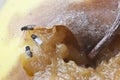 Fruitfly on the wild nature (Drosophila Melanogaster)