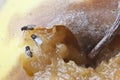 Fruitfly on the wild nature (Drosophila Melanogaster) Royalty Free Stock Photo