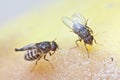 Fruitfly on the wild nature (Drosophila Melanogaster) Royalty Free Stock Photo