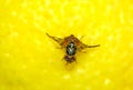 FruitFruit fly on lemon Royalty Free Stock Photo