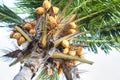 Fruitful coconut tree