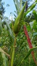 A fruitful corn tree