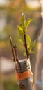 Fruitful Fusion: Peach Grafting on Almond Rootstock