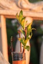 Fruitful Fusion: Peach Grafting on Almond Rootstock