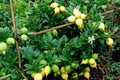 fruitful lemon plants Royalty Free Stock Photo