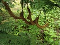 fruitful tamarind