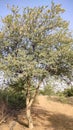 Fruiting Acacia Senegal Kumatiya tree with blue sky, tree branches