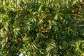 Fruiting Angiosperm Tree