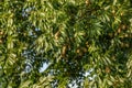 Fruiting Angiosperm Tree