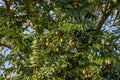 Fruiting Angiosperm Tree Royalty Free Stock Photo