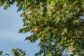 Fruiting Angiosperm Tree Royalty Free Stock Photo