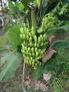 a fruiting banana tree